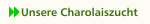 Unsere Charolaiszucht