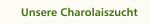 Unsere Charolaiszucht